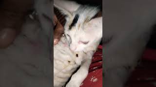 Dead  music love newsong song lovesong cat mypapa funny mypapamyhero [upl. by Ccasi980]