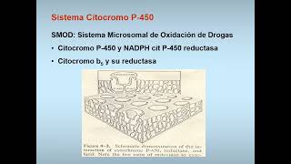 4 Biotransformación Parte I [upl. by Loss]