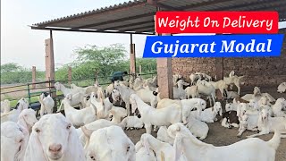 Weight on delivery kya hain  Kaise Kaam Karta Hai Gujarat  Information By RJ Goat Farm [upl. by Trygve]