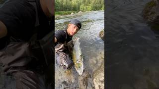 Big salmon in norway laksefiske fishing salmonfishing troutfishing flyfishing [upl. by Kincaid]