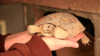 Hibernating Desert Tortoise [upl. by Kelwin369]