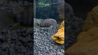 Black Convict Cichlid Eating Bug Bites convictcichlid fish aquarium asmr fishtank cichlid wow [upl. by Imoin808]