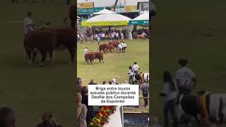 Briga entre touros assusta público durante Desfile dos Campeões da Expointer [upl. by Ahsan]