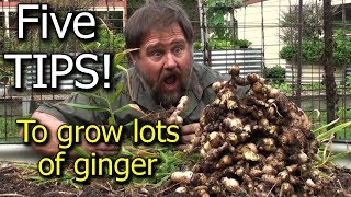 5 Tips How to Grow a Ton of Ginger in One Container or Garden Bed [upl. by Bonine]