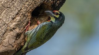 Coppersmith barbet Calling wildlife birds barbet birdcalling [upl. by Enortna202]