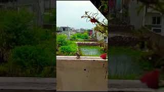 bird animals love youtubeshorts  chidiya naturephotography [upl. by Fleur677]