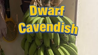 DWARF CAVENDISH BANANA HARVEST [upl. by Ralaigh]