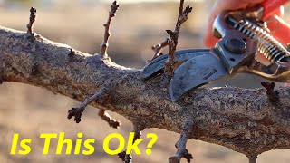 Dont Make This Pruning Mistake  Apricot Plum amp Cherry Pruning [upl. by Ttereve]