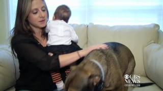 Dog saves infant in Portland Conn [upl. by Dehsar]