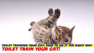 Toilet Training Your Cat How To Do It the Right Way [upl. by Jacquette]