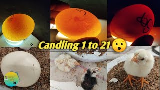 Chicken egg candling day 1 to 21egg hatching [upl. by Annai340]