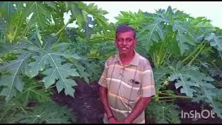 organic fertilizer for plants organic fertilizer for vegetables organic fertilizer making [upl. by Wollis]