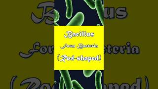 Bacillus Form Bacteria Explained in 45 Seconds bacillus bacteriaexplained microbiology [upl. by Cerallua]