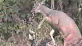 Whitetail Deer attacks Hunter [upl. by Eentirb]