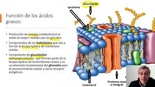 FISIOLOGÍA METABOLISMO DE LÍPIDOS [upl. by Yelrehs]