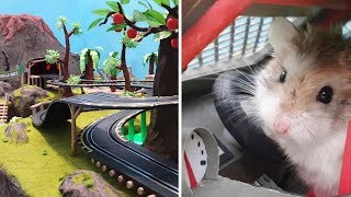 MAJOR HAMSTER vs CAT dr MAX 1 VOLCANO JUNGLE RACE [upl. by Regdirb]