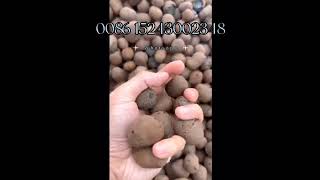 LECA Balls for Plants  Clay Pebbles Semi Hydro Substrate Hydroton  Hydrokorn Media [upl. by Meda245]