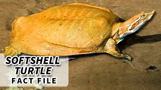 Softshell Turtle Facts BIGGEST freshwater TURTLE  Animal Fact Files [upl. by Arabella]