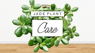 Jade Plant Care 🌱 Tips  Tricks For Crassula Ovata And PROPAGATION GUIDE [upl. by Nebur]