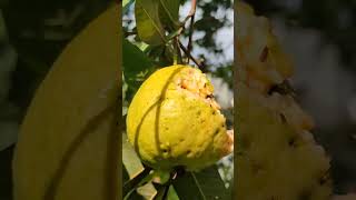 FRUIT OF NATURE😯 nature beautiful fruit viralvideo viralshort satisfying shorts [upl. by Atinad861]