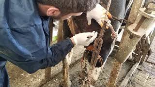 İnek apsesi patlatma Draining cow abscess [upl. by Ariajaj]