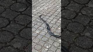 Blacksnakes mating [upl. by Stevens]