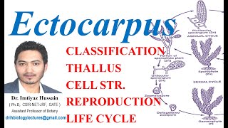 Ectocarpus Life Cycle OCCURRENCE THALLUS STRUCTURE CELL STRUCTURE REPRODUCTION LIFE CYCLE [upl. by Nuahsyd]