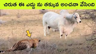 Most UNBELIEVABLE Animal Moments Ever Caught On Camera  facts in telugu  bmc facts  Telugu facts [upl. by Bouzoun]