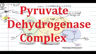 9 Pyruvate Dehydrogenase PDH Complex  Steps structure Regulation Inhibition Explained simply [upl. by Aicnetroh]