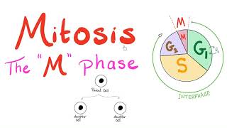 Mitosis  Cell Division  The M Phase of the Cell Cycle  Biology for MCAT DAT SAT ACT AP Bio [upl. by Laoj]