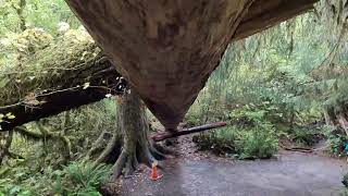 Hoh Rain Forest Sept 11 [upl. by Dnarb]