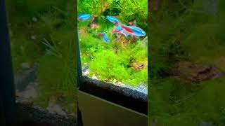 Paracheirodon innesi Neon Tetra  Feeding on Corydoras eggs [upl. by Salomo]