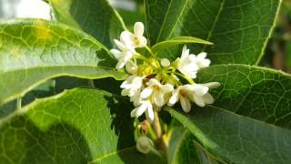 Fragrant Tea Olive Osmanthus Fragrans update on growth [upl. by Christiano]