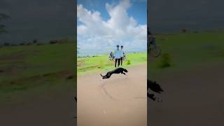 Greyhound Dog race  Kolhapur dog race  dog race  dog race Kolhapur  Maharashtra dog race  dog [upl. by Lekar]