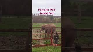 Wild animals park Howletts Canterbury CT4 53L shorts shortsmusic shortvideo viralshorts [upl. by Sawtelle433]