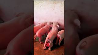 New born piglets lifeinthemountains bushcraft piglet [upl. by Notneiuq]