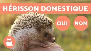 HÉRISSON DOMESTIQUE 🦔 Une bonne IDÉE  De quels SOINS atil BESOIN [upl. by Yssep168]