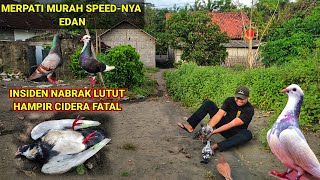 TES BALAP MERPATI HASIL COD‼️GAMBIR MATA JAWA VS BLOROK  SERASA MERPATI HARGA JUTAAN [upl. by Halsy]