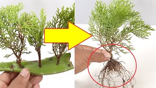 How to propagation CypressJhauThuja plant from cutting at homeShorts [upl. by Topping]