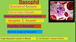 Basophil in white Blood Cell [upl. by Machutte]