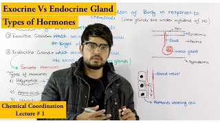 Chemical Coordination  Endocrine and Exocrine Glands [upl. by Goran]