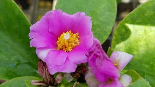 Pereskia Grandiflora  Pink Flowers Cactus Family [upl. by Astrahan]