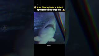 Mind Blowing Facts in Hindi 🤯🧠 Amazing Facts  Top 10 shorts facts [upl. by Camfort453]