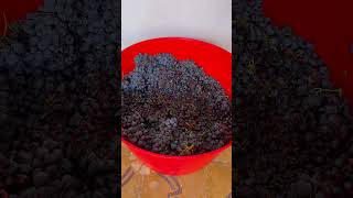 Pigiatura uva 🍇 per vino fatto in casa wine [upl. by Mihcaoj]