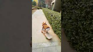 Dog Skateboard Challenge skateboarding dog french [upl. by Greenman]