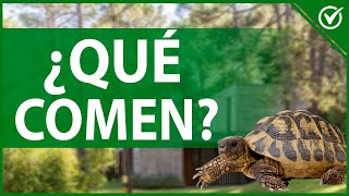 🐢 ¿Qué Comen las Tortugas de Tierra  Guía para Crear una Dieta Saludable 🐢🥗 [upl. by Cad]