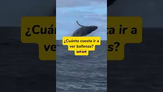 ¿Cuánto cuesta ir a ver BALLENAS en el PACIFICO COLOMBIANO 🇨🇴 Ballenas Pacifico VisitColombia [upl. by Yanaj]