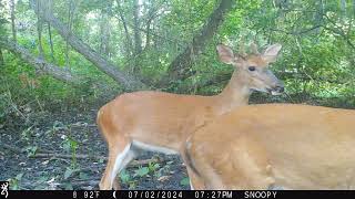 Maurepas Swamp WMA Trail Cam Videos MayJuly [upl. by Weikert697]