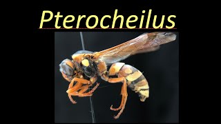 Pterocheilus Vespidae [upl. by Garibold]