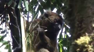 Greater bamboo lemurs Ranomafana Madagascar [upl. by Lanor]